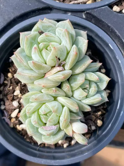 Sea Salt Mint Cluster — wholesale Echeveria from Yunnan, China