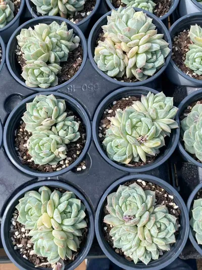 Sea Salt Mint Cluster — photo 2 of 6