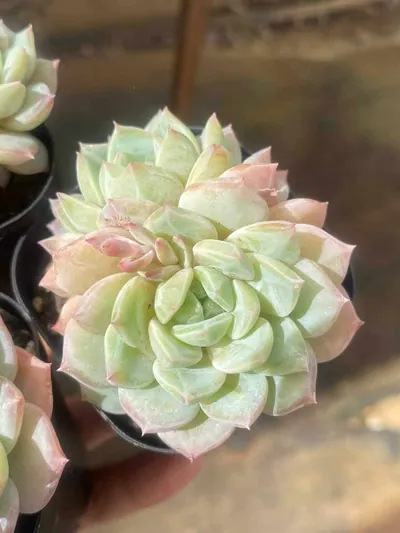 Sea Salt Mint Twin-head — photo 2 of 6
