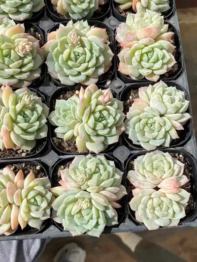 Sea Salt Mint Twin-head — photo 4 of 6
