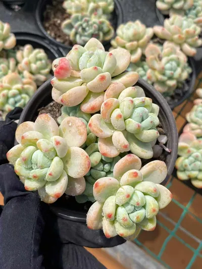 Sedum clavatum 'Raul' — photo 2 of 6