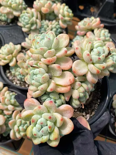 Sedum clavatum 'Raul' — photo 3 of 6