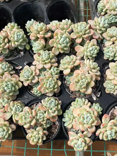 Sedum clavatum 'Raul' — photo 4 of 6