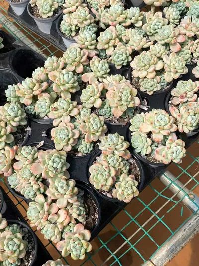 Sedum clavatum 'Raul' — photo 5 of 6