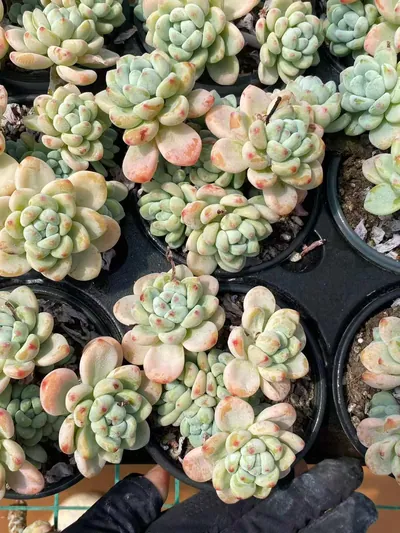 Sedum clavatum 'Raul' — photo 6 of 6