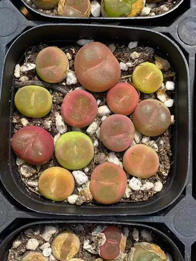 Sedum hernandezii Combo — photo 2 of 4
