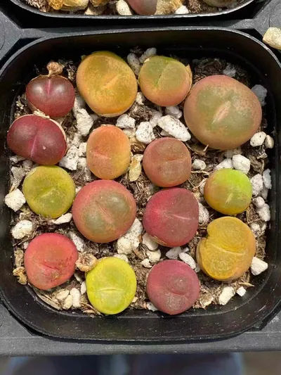 Sedum hernandezii Combo — photo 3 of 4