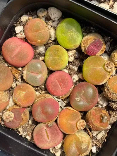 Sedum hernandezii Combo — photo 4 of 4