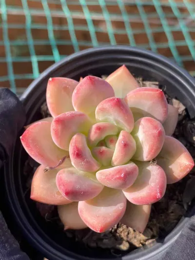 Shanks Single — wholesale Echeveria from Yunnan, China