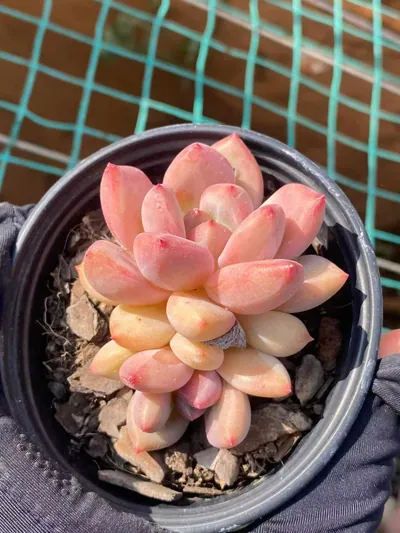 Echeveria Shanks Single w/ Offsets succulent — wholesale export from Yunnan, China