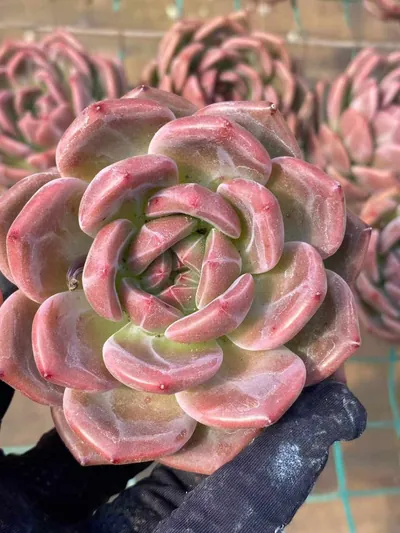 Short-leaf Champagne — wholesale Echeveria from Yunnan, China