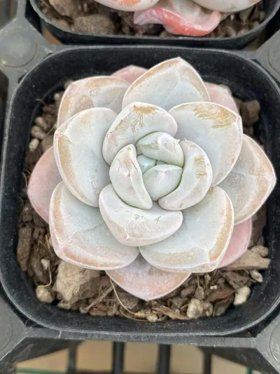Snow Porcelain — wholesale Echeveria from Yunnan, China