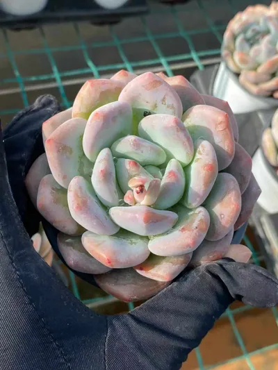 Echeveria Snow Treasure succulent — wholesale export from Yunnan, China