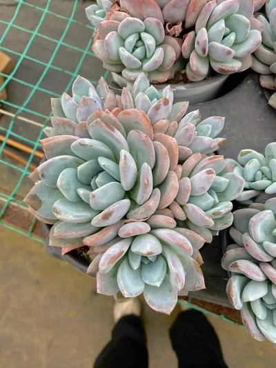 Snow Treasure Cluster — wholesale Echeveria from Yunnan, China