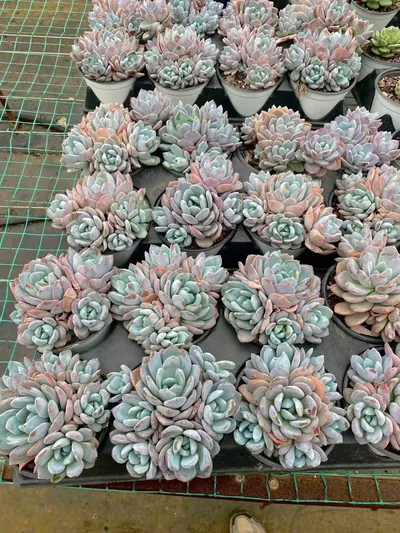 Snow Treasure Cluster — photo 2 of 6