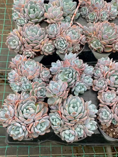 Snow Treasure Cluster — photo 4 of 6