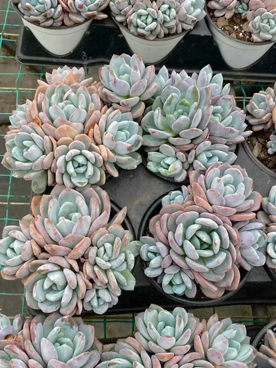 Snow Treasure Cluster — photo 5 of 6