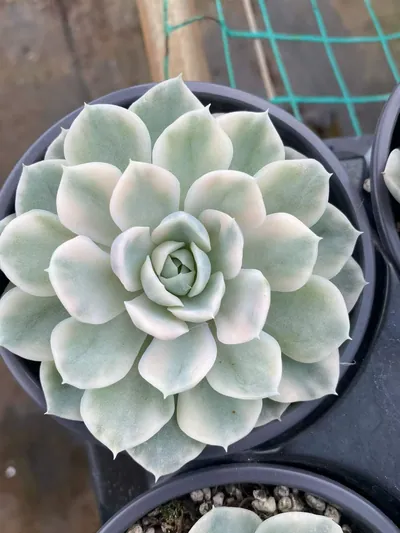 Snowball Variegated — wholesale Echeveria from Yunnan, China