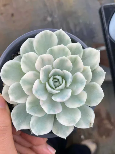 Snowball Variegated — photo 3 of 6
