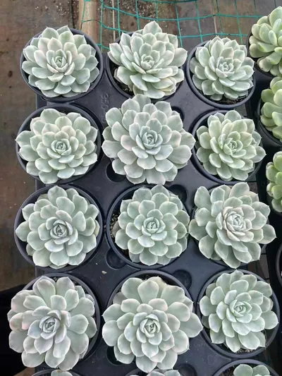 Snowball Variegated — photo 4 of 6