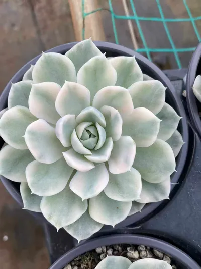 Snowball Variegated — photo 5 of 6