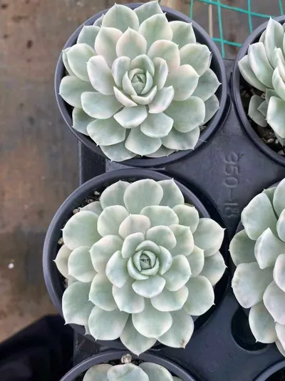 Snowball Variegated — photo 6 of 6