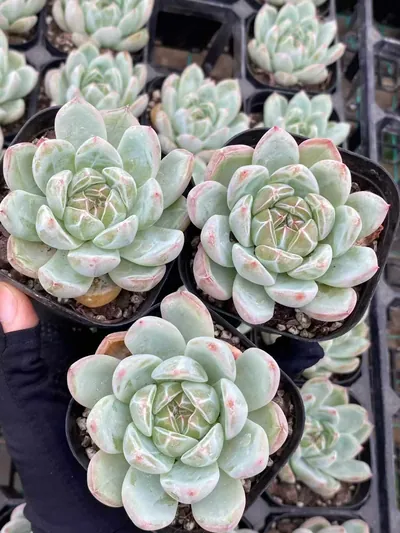 Snowflake Jenny — photo 2 of 6