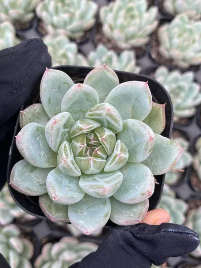 Snowflake Jenny — photo 3 of 6