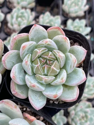 Snowflake Jenny — photo 4 of 6