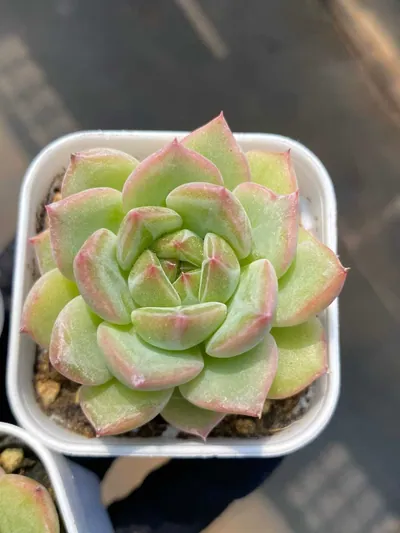 Snowflake Jenny sp. — photo 3 of 6