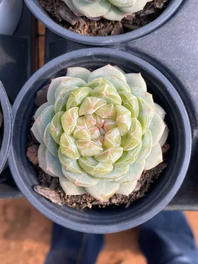 Spring Garden — photo 2 of 5