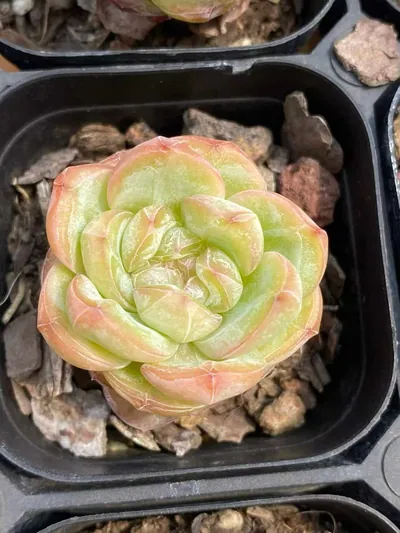 Echeveria Star Jenny succulent — wholesale export from Yunnan, China