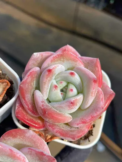 Echeveria Starfruit succulent — wholesale export from Yunnan, China