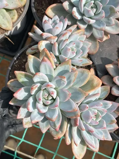 Starry Snow 3-4 Heads Cluster — photo 2 of 6