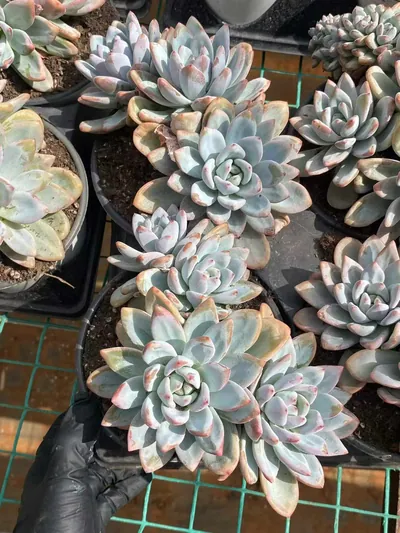 Starry Snow 3-4 Heads Cluster — photo 3 of 6