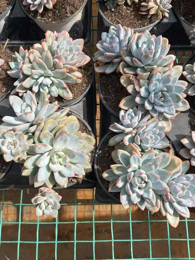 Starry Snow 3-4 Heads Cluster — photo 5 of 6