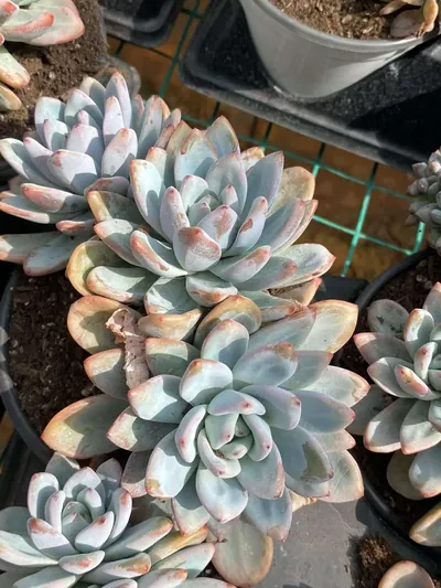 Starry Snow 3-4 Heads Cluster — photo 6 of 6