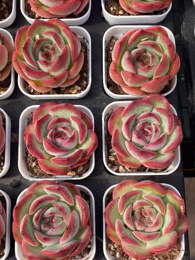 Strawberry Almond — photo 6 of 6