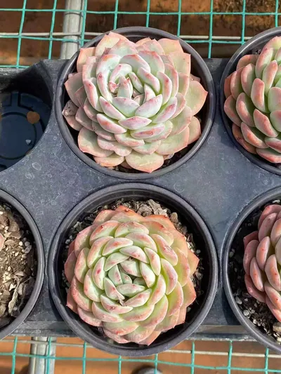 Echeveria Strawberry Almond (草莓杏仁) succulent — wholesale bare-root export from Yunnan, China (4 of 5)