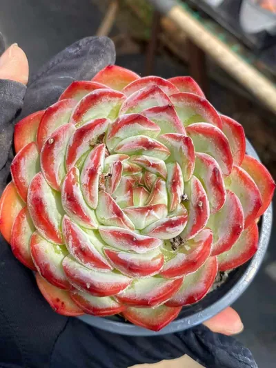 Echeveria Strawberry Almond Single succulent — wholesale export from Yunnan, China