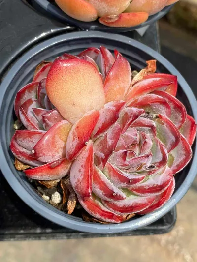 Strawberry Almond Twin-head — wholesale Echeveria from Yunnan, China