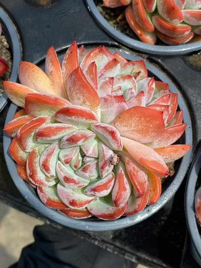 Strawberry Almond Twin-head — photo 2 of 5