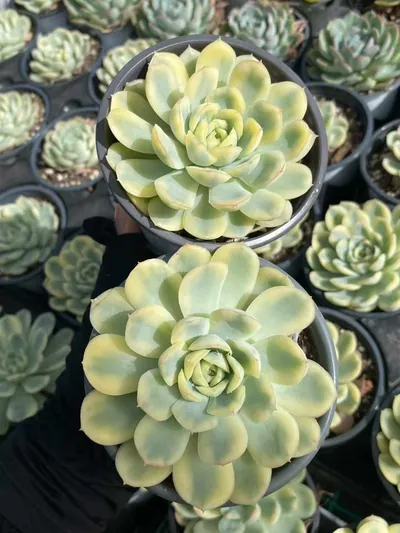 Strawberry Ice Variegated — photo 3 of 6