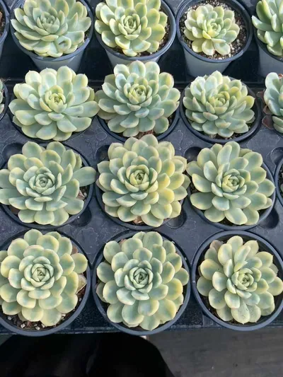 Strawberry Ice Variegated — photo 4 of 6