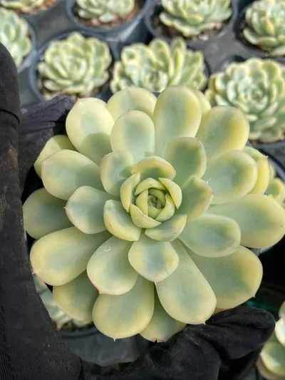 Echeveria Strawberry Ice Variegated succulent — wholesale export from Yunnan, China