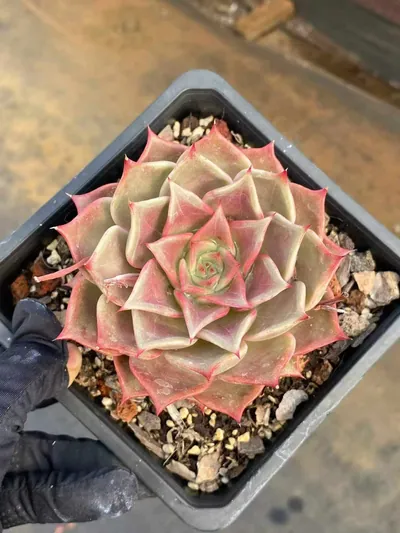 Summer Beauty — wholesale Echeveria from Yunnan, China