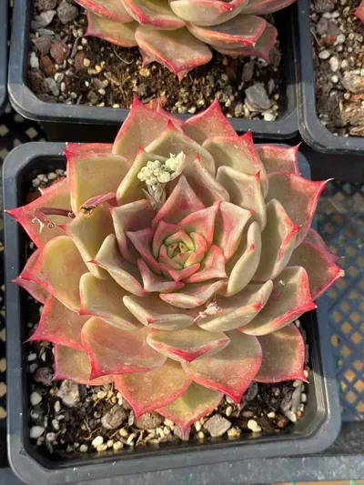 Summer Beauty — photo 2 of 5
