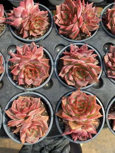 Summer Beauty Twin-head — photo 3 of 6