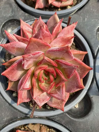 Summer Beauty Twin-head — photo 4 of 6