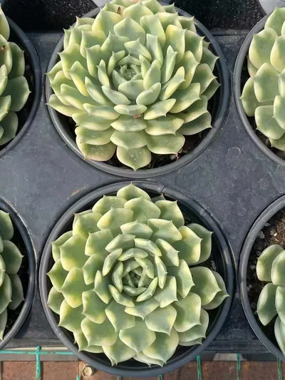 Ten Autumns Variegated — photo 3 of 6
